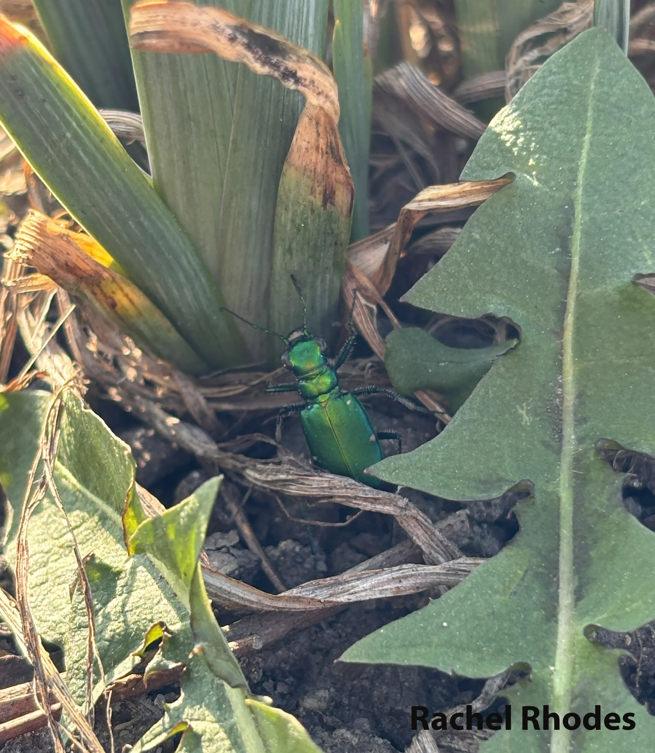 A tiny fierce predator makes its spring debut: Six-spotted green